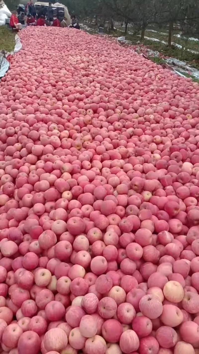 陕西咸阳苹果红富士苹果大量上市口感脆甜产量充足