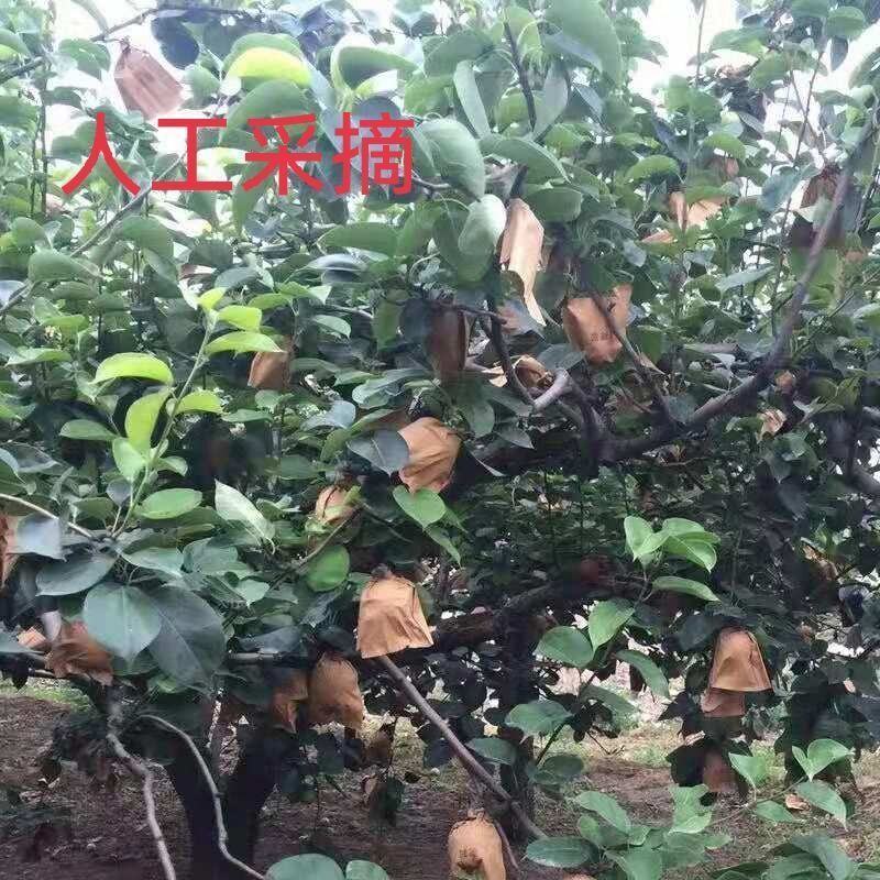陕西咸阳礼泉酥梨梨大量上市产地直发脆甜多汁