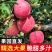 陕西苹果红富士苹果大量上市口感脆甜产量