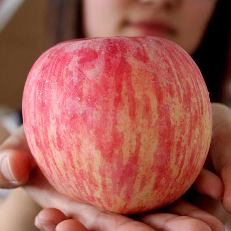 陕西咸阳苹果红富士苹果大量上市口感脆甜产量充足