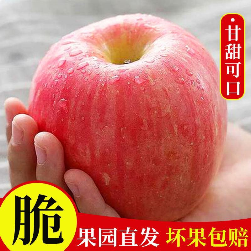 陕西苹果红富士苹果大量上市口感脆甜产量