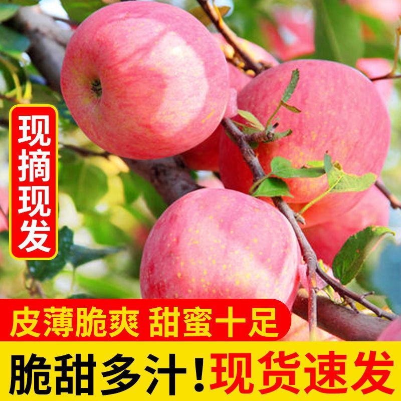 陕西苹果红富士苹果大量上市口感脆甜产量