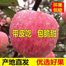 陕西咸阳苹果红富士苹果大量上市口感脆甜产量充足