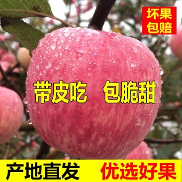 陕西苹果红富士苹果大量上市口感脆甜产量
