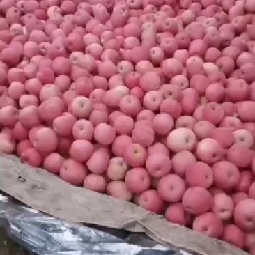套袋苹果