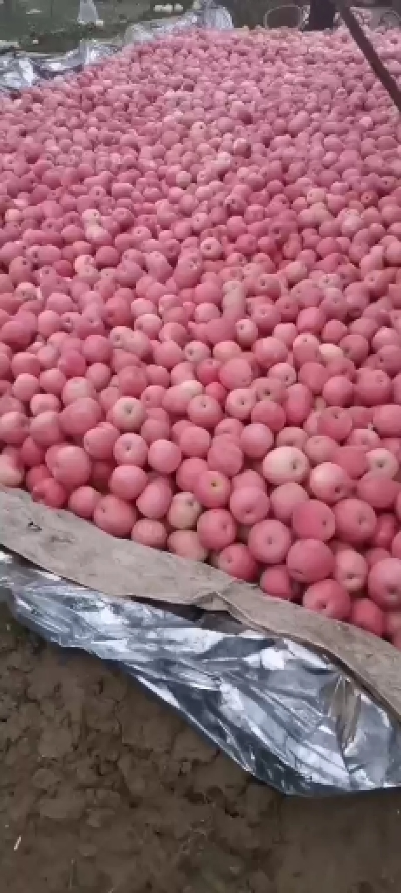 套袋苹果