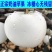 新品种奶油苹果苗基地直发现挖现卖保证品种