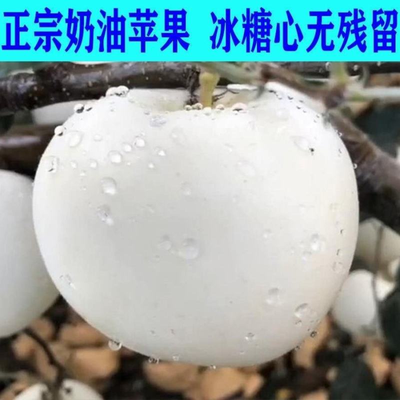 新品种奶油苹果苗基地直发现挖现卖保证品种