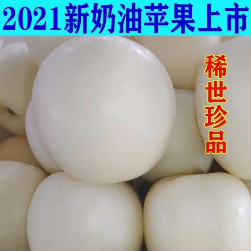 新品种奶油苹果苗基地直发现挖现卖保证品种