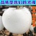 新品种奶油苹果苗基地直发现挖现卖保证品种