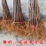 新品种奶油苹果苗基地直发现挖现卖保证品种