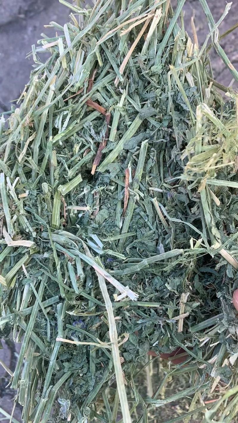 美国进口安德森苜蓿草