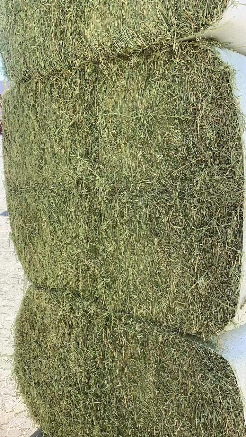 美国进口安德森苜蓿草