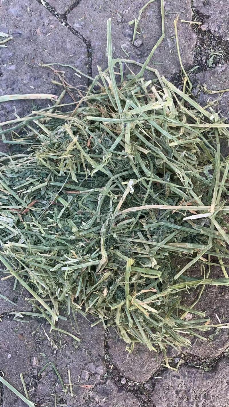 美国进口安德森苜蓿草