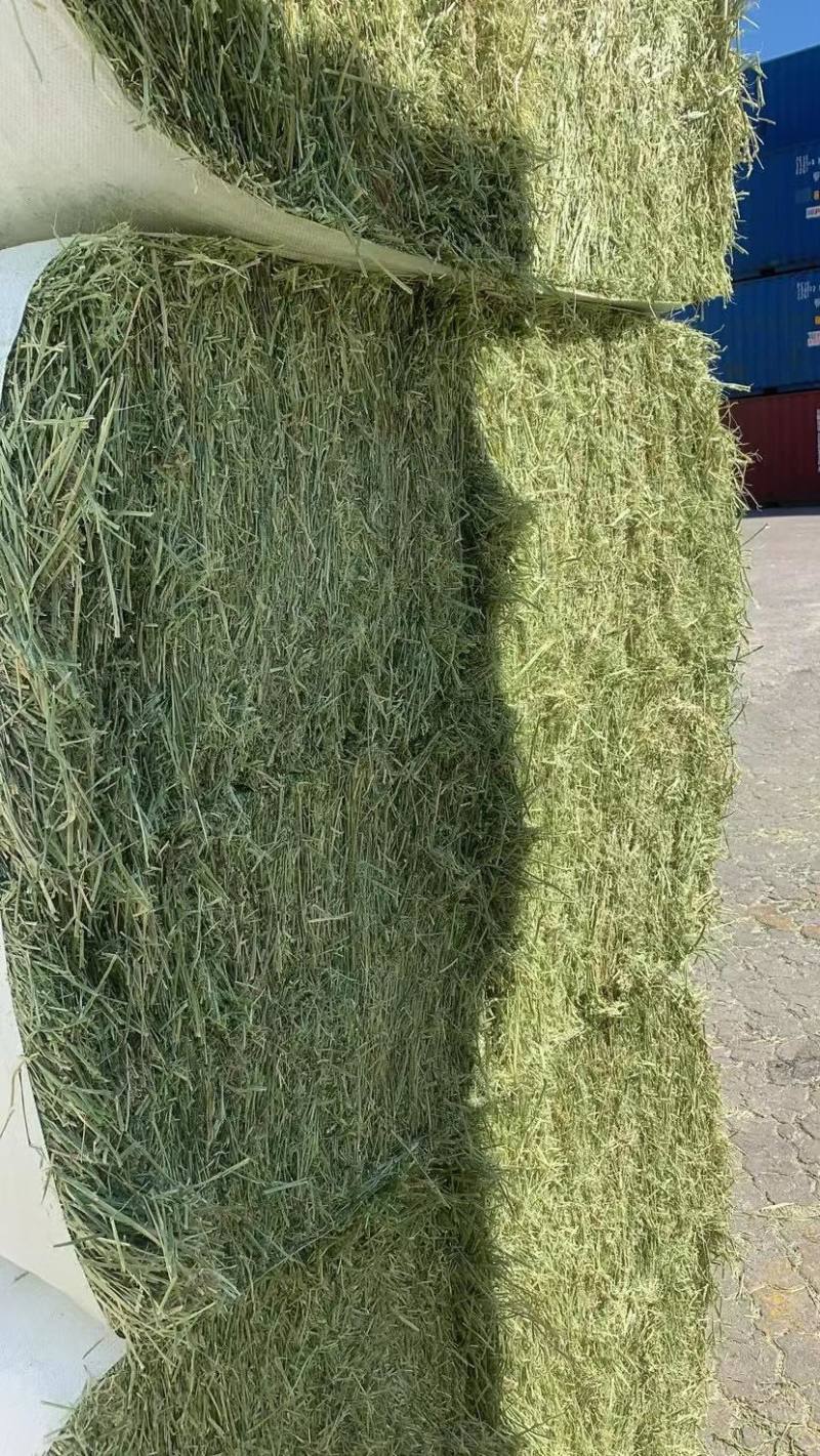 美国进口安德森苜蓿草