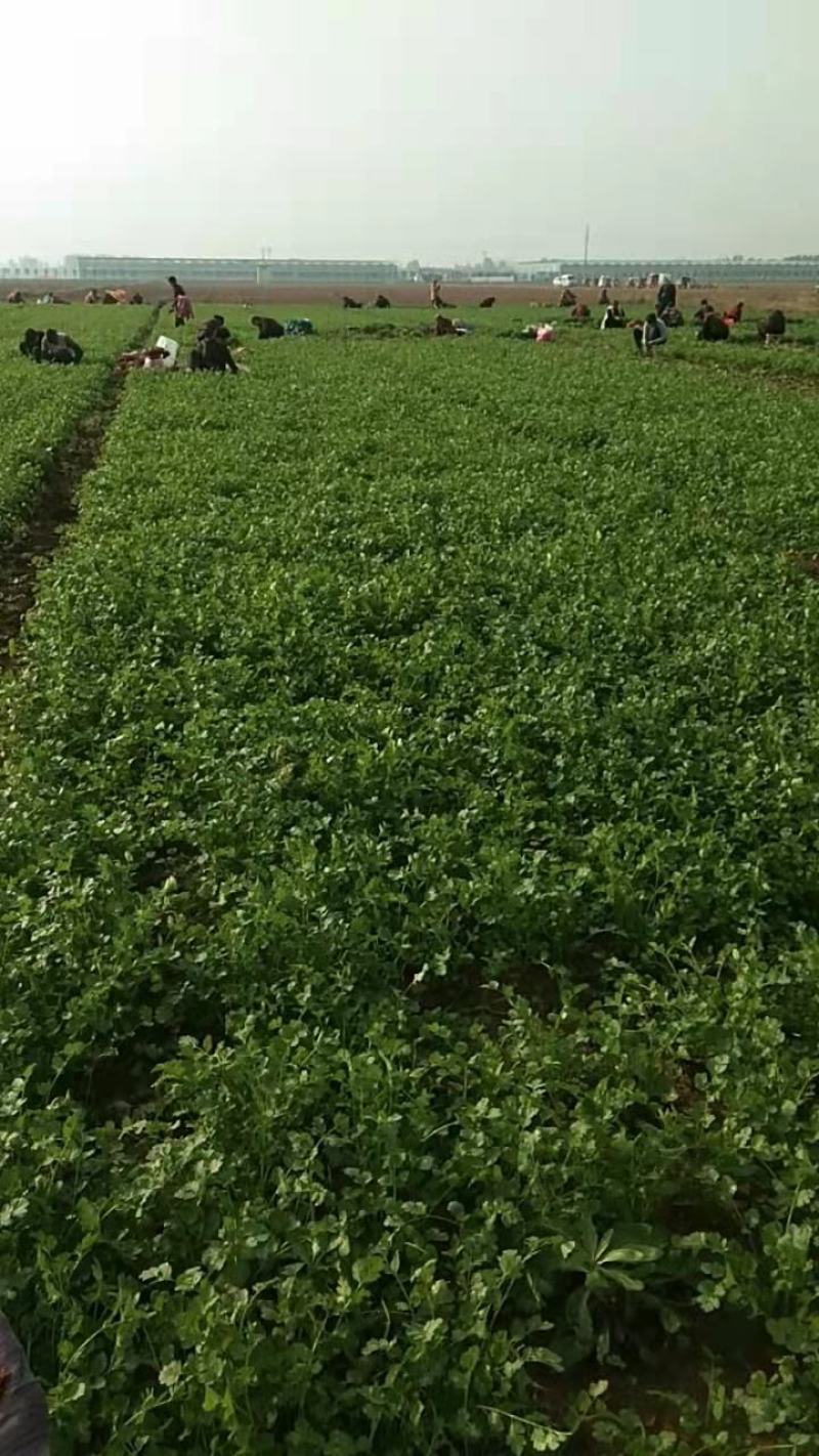 河南省，精品大叶香菜，25公分左右，基地直发，货源充足。