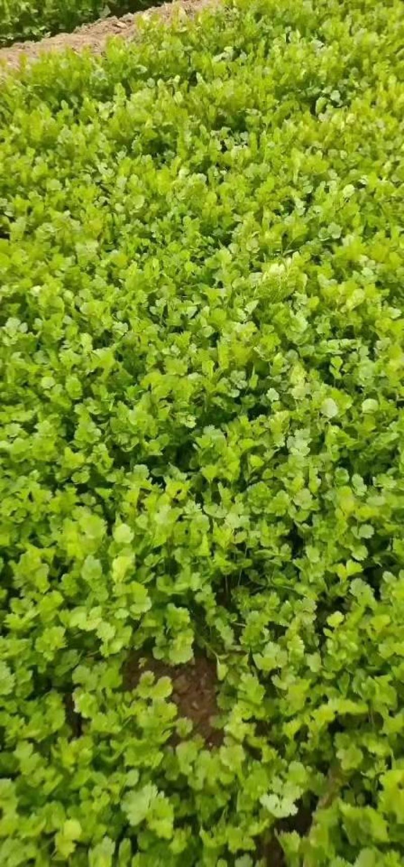 河南省，精品大叶香菜，25公分左右，基地直发，货源充足。