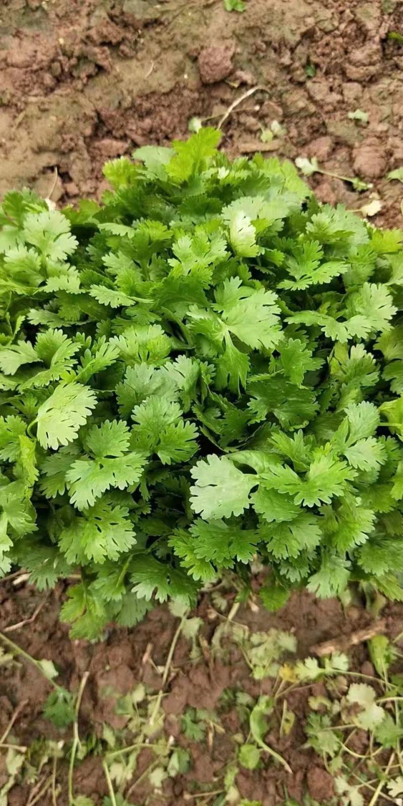 河南省，精品大叶香菜，25公分左右，基地直发，货源充足。