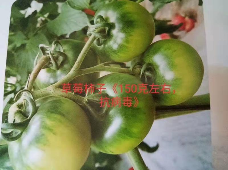 草莓西红柿苗绿肩口感西红柿苗根系发达成活率高