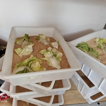 大麦虫黄粉虫大量批发