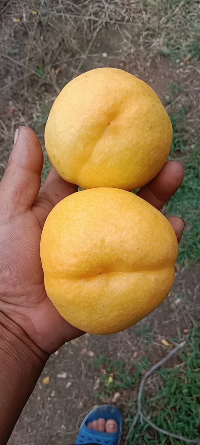 供应、黄金桃王树苗，一斤一个，口感甜脆，甘甜可口，
