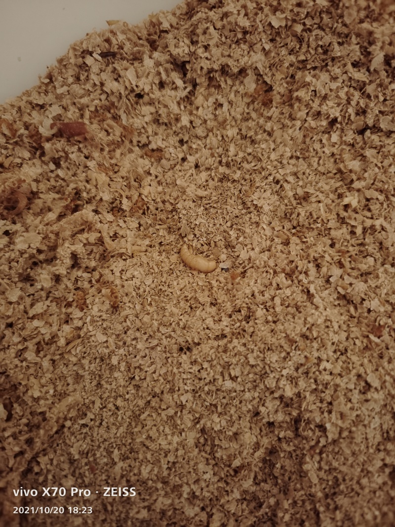大麦虫黄粉虫大量批发