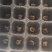 大麦虫黄粉虫大量批发