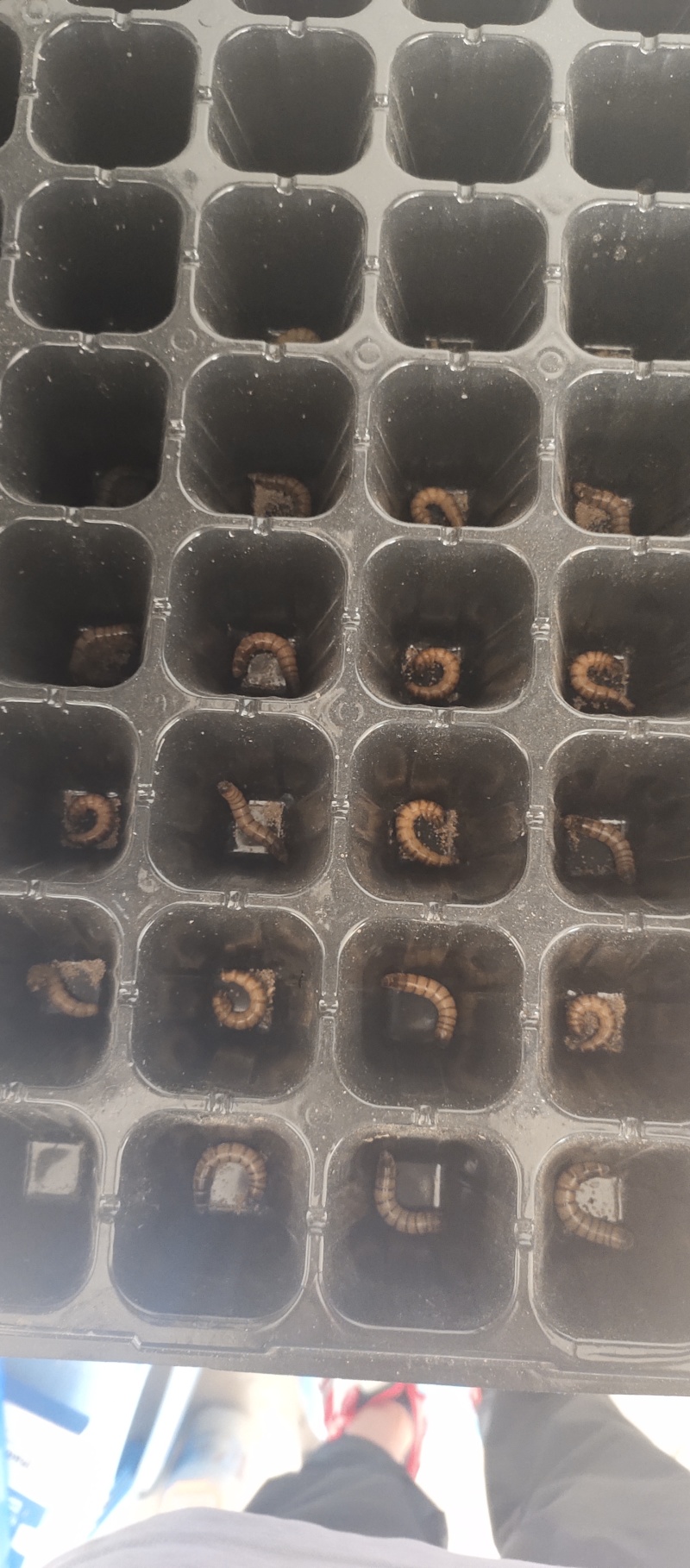 大麦虫黄粉虫大量批发