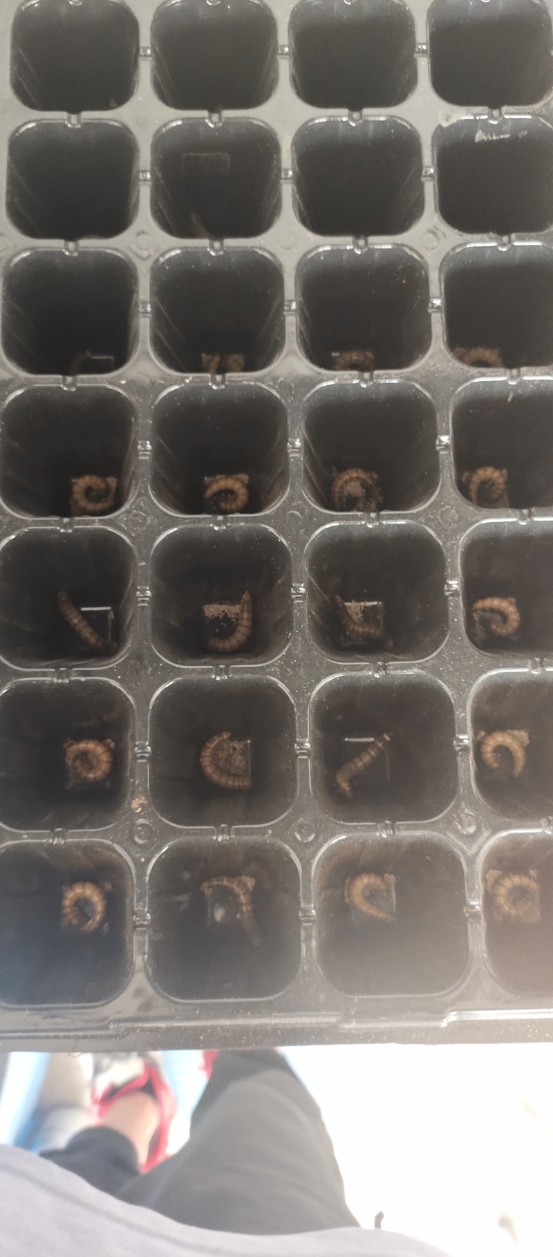 大麦虫黄粉虫大量批发