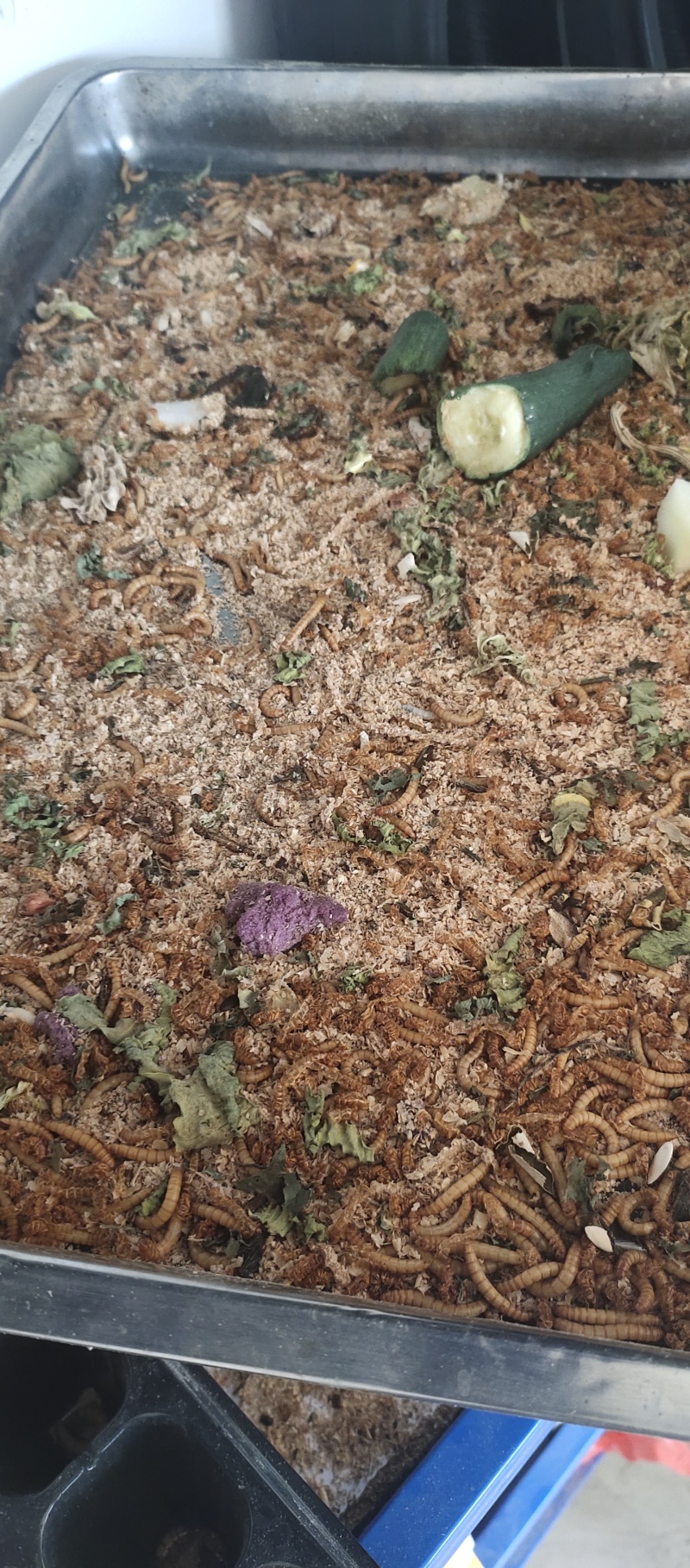 大麦虫黄粉虫大量批发