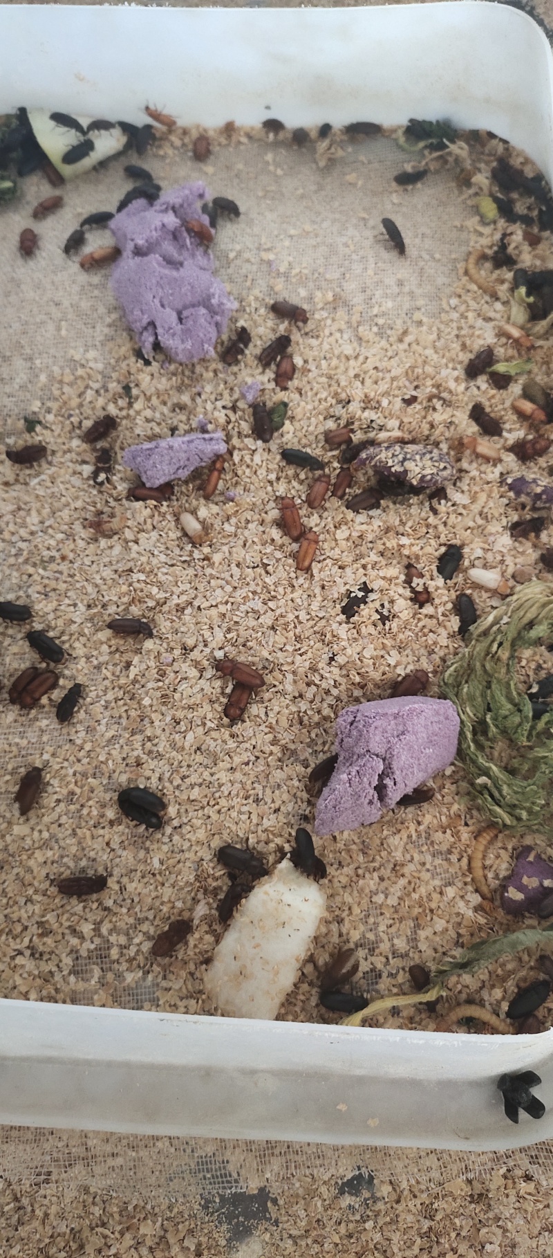 大麦虫黄粉虫大量批发