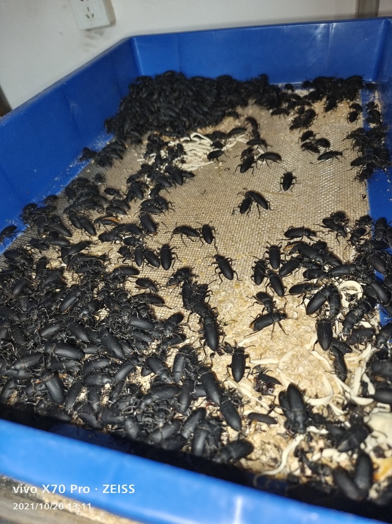 大麦虫黄粉虫大量批发
