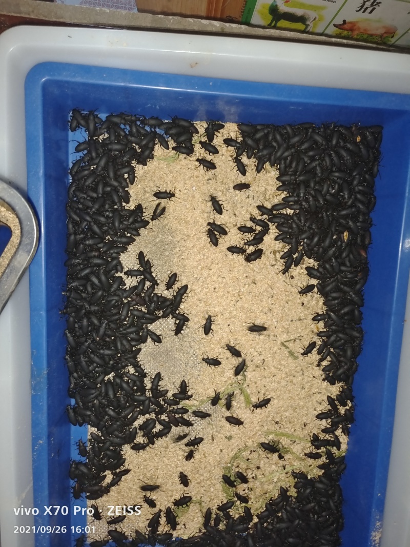 大麦虫黄粉虫大量批发