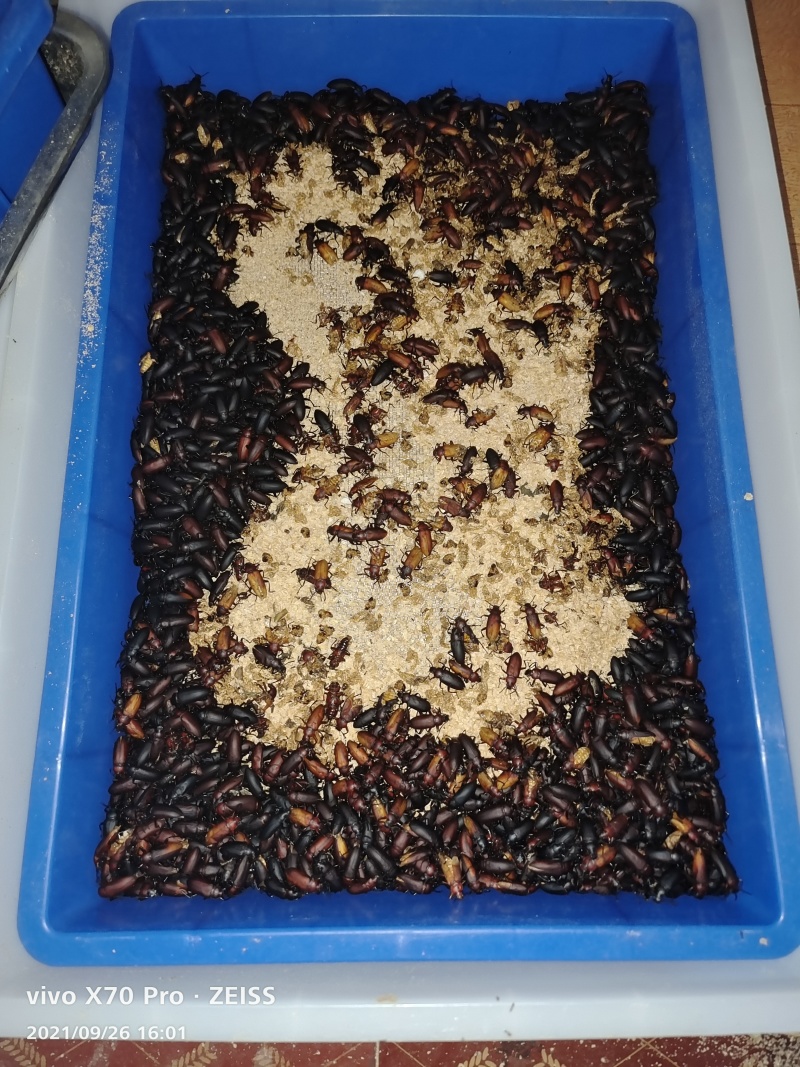 大麦虫黄粉虫大量批发