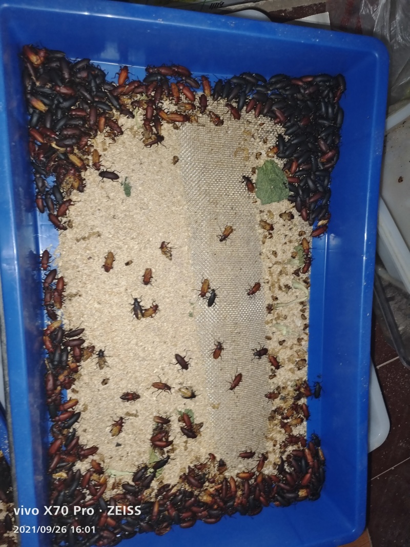 大麦虫黄粉虫大量批发