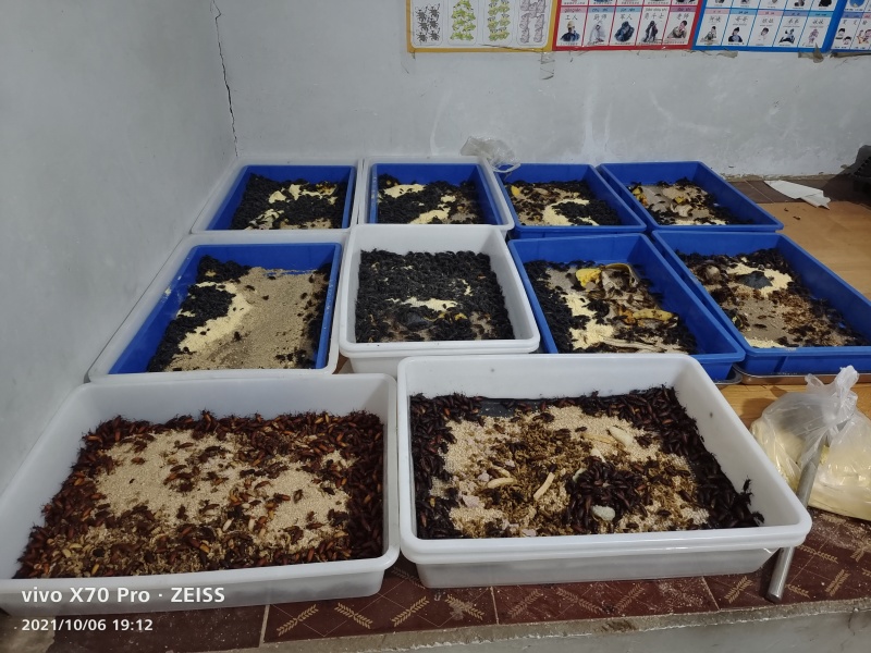 大麦虫黄粉虫大量批发