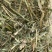 西班牙苜蓿草
