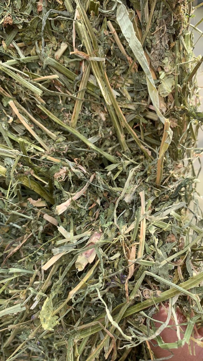 西班牙苜蓿草