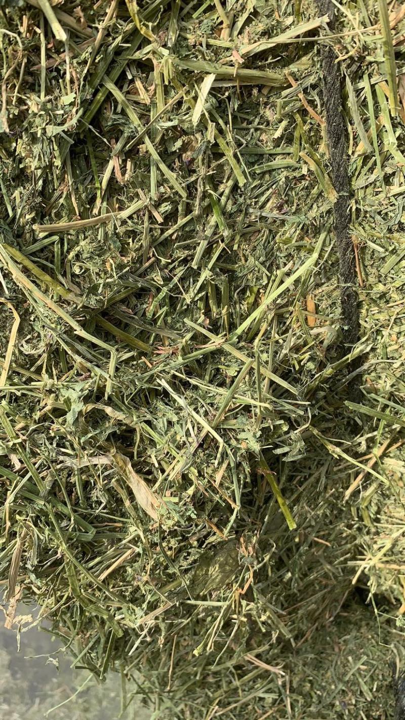 西班牙苜蓿草