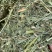 西班牙苜蓿草