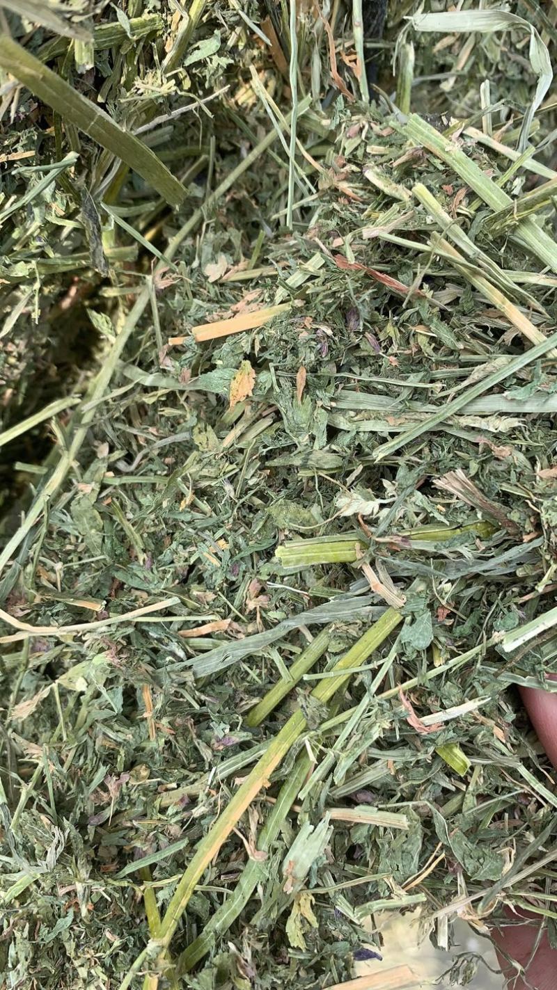 西班牙苜蓿草