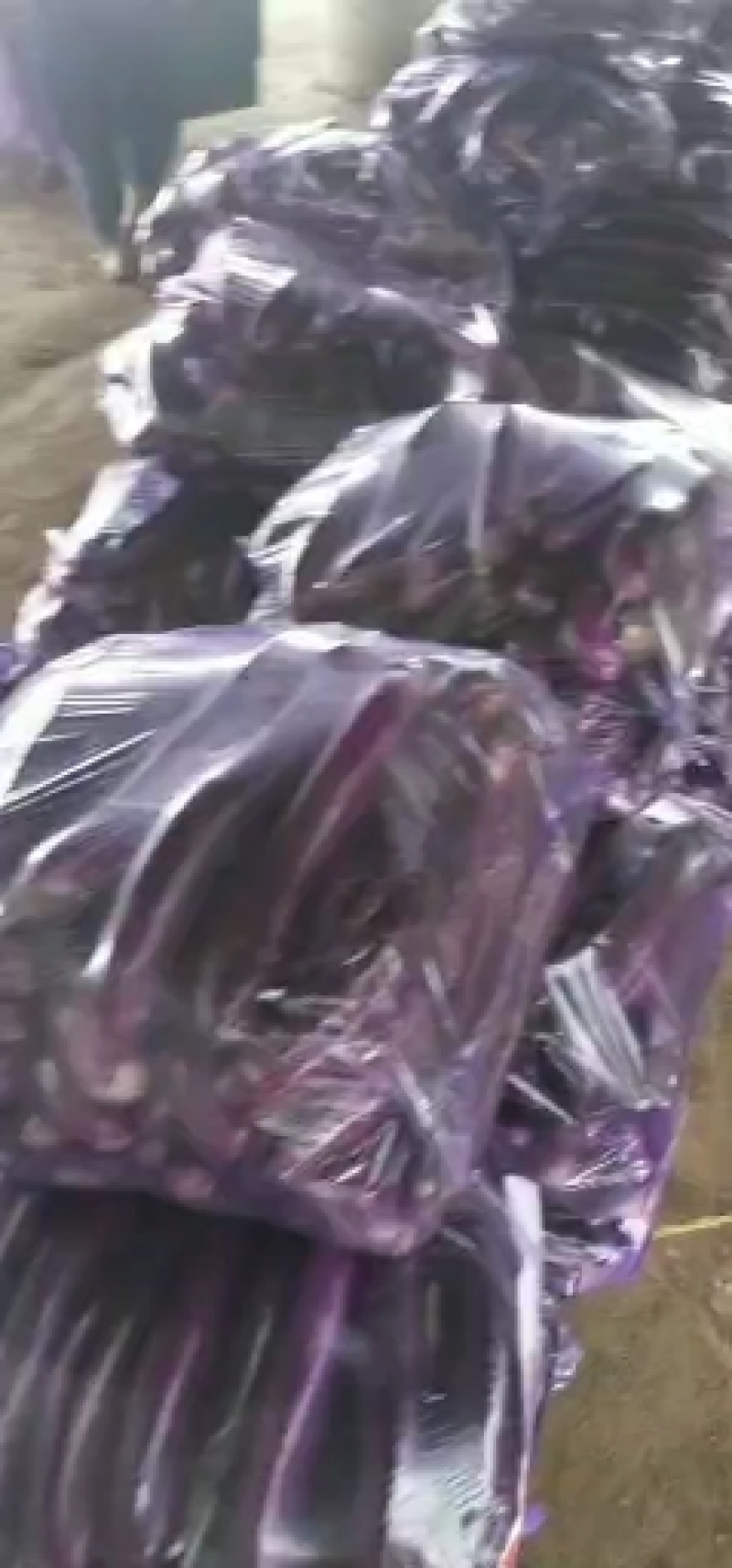 精品紫长茄，广茄，条个好，大量上市中，基保质保，货源充足