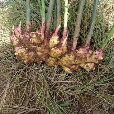大量供应云南小黄姜