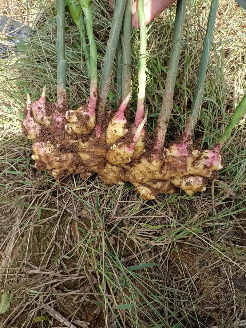 大量供应云南小黄姜