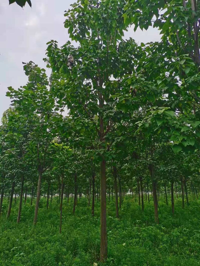 【楸树】1到30公分楸树基地直供免费技术指导视频看货