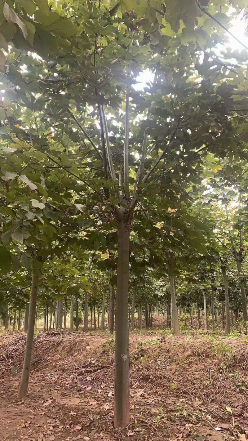 【楸树】1到30公分楸树基地直供免费技术指导视频看货
