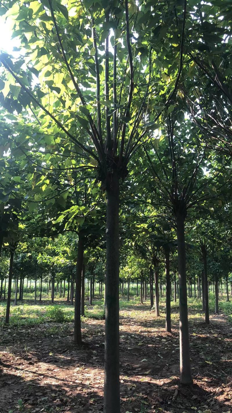 【楸树】1到30公分楸树基地直供免费技术指导视频看货