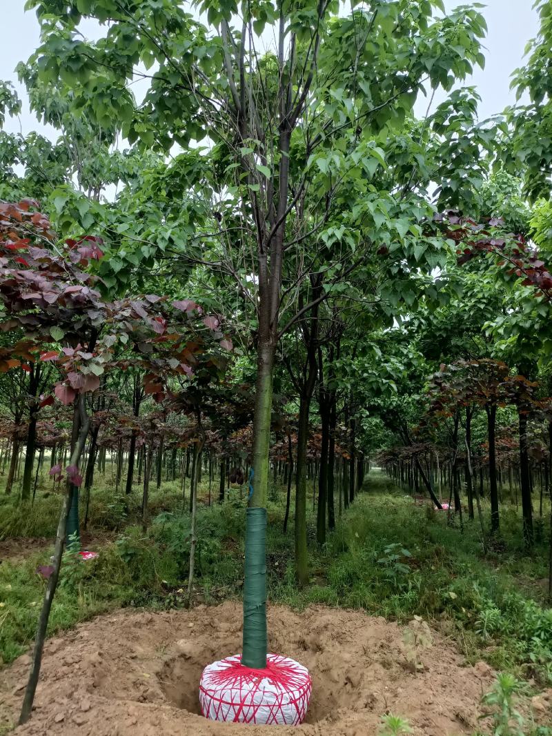 【楸树】1到30公分楸树基地直供免费技术指导视频看货