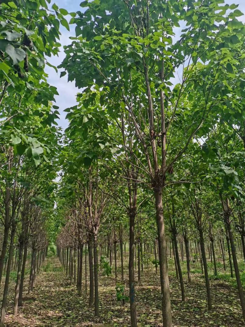 【楸树】1到30公分楸树基地直供免费技术指导视频看货