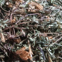 龙胆草，原生态龙胆草，它的别名又叫九头青